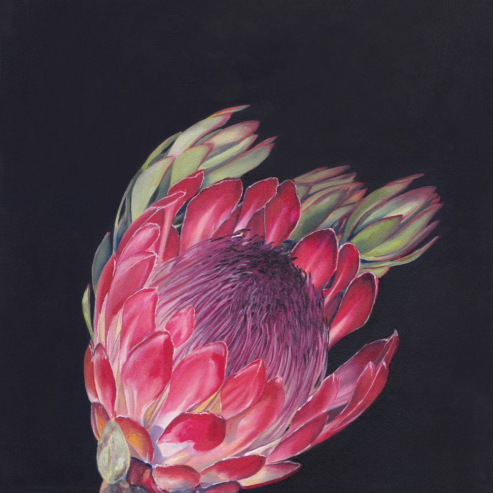 Vibrant Pink Protea by Viccy Wanliss