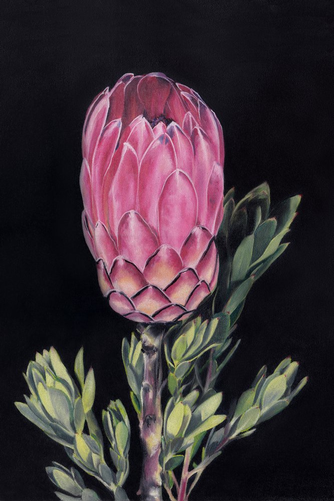 Vibrant Pink Protea by Viccy Wanliss