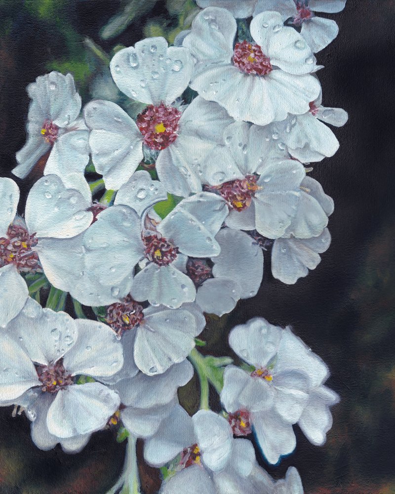 White Flowers Dewdrops by Viccy Wanliss
