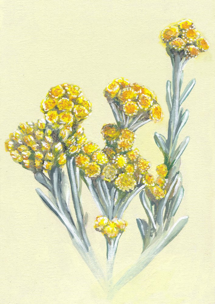 Yellow Immortelle Blooms by Viccy Wanliss