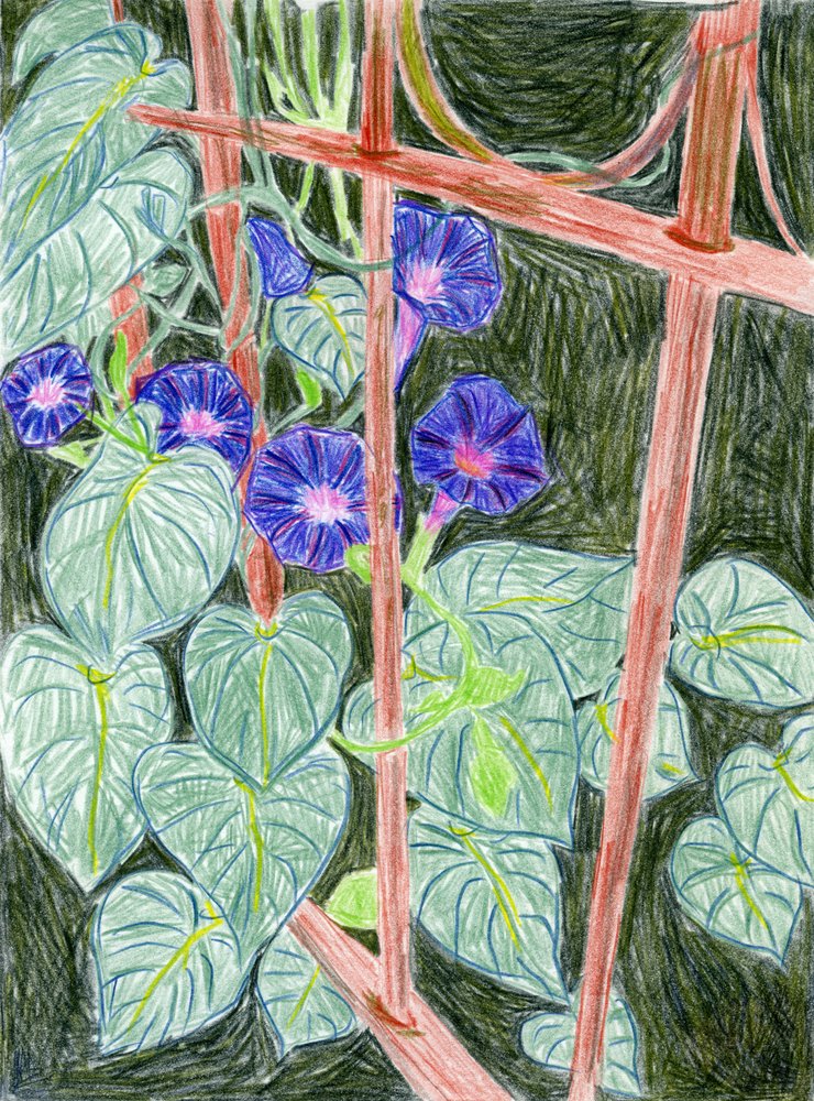 Vibrant Morning Glories by Viktoriia Saunina