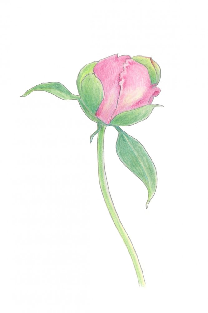 Blushing Peony Bud by Yvonne Gustafsson