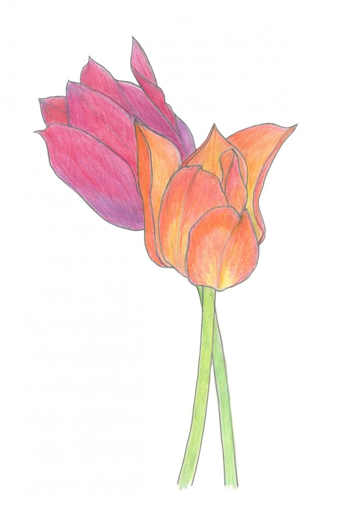 Colorful Tulip Pair by Yvonne Gustafsson