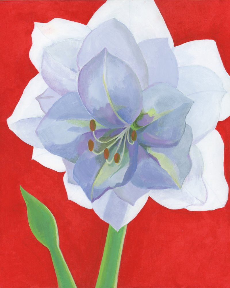 Vibrant Amaryllis Bloom by Yvonne Gustafsson