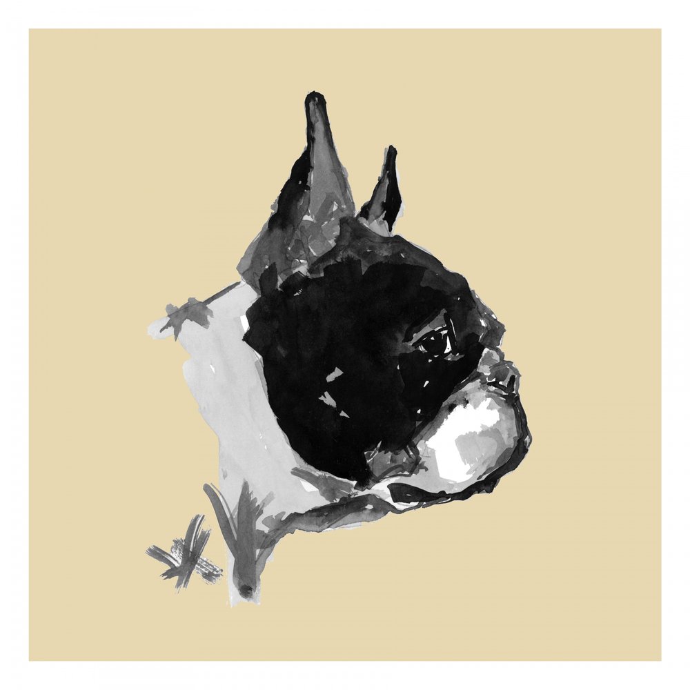 Expressive Boston Terrier Portrait by cartissi