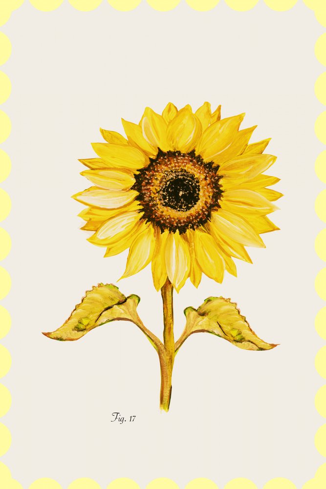 Golden Sunflower Bloom by cartissi