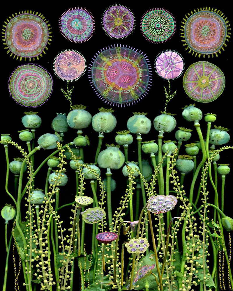 Poppy Pods and Abstract Circles by giovanna nicolo