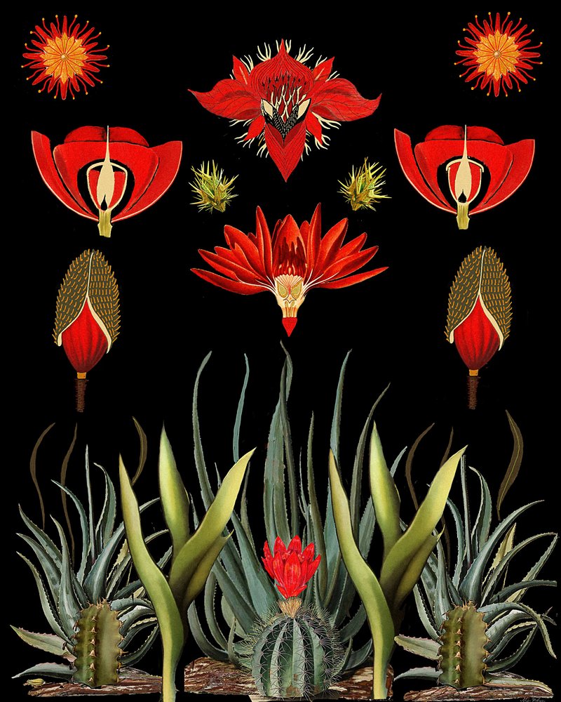 Red Desert Botanicals by giovanna nicolo