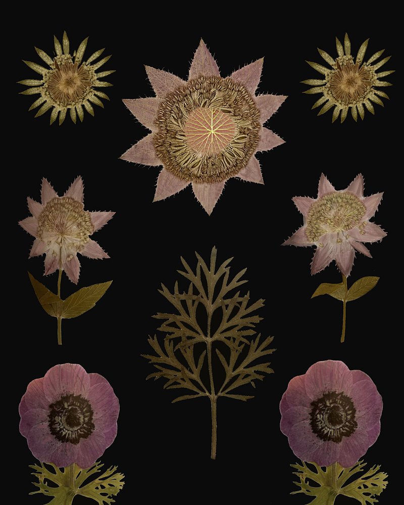Vintage Pressed Botanicals by giovanna nicolo