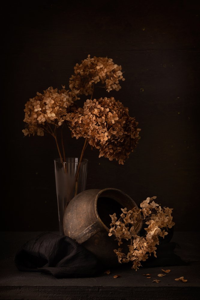 Dark Hydrangea Still Life by magnola