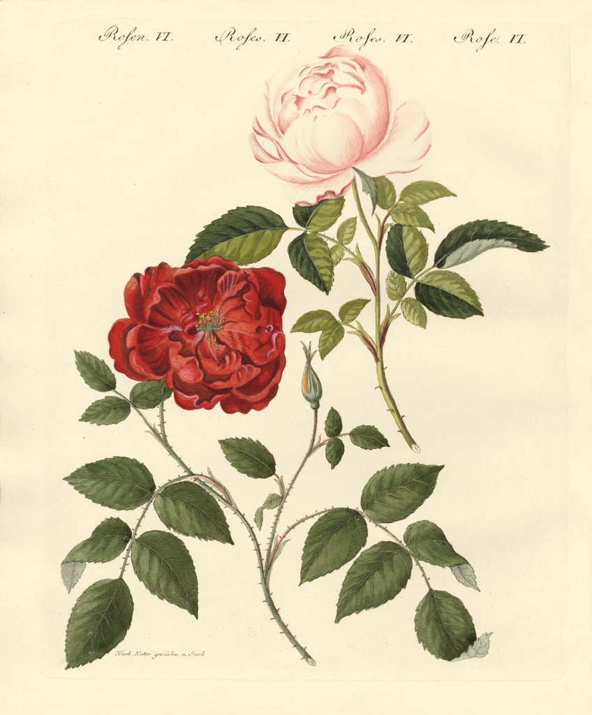 Роза китайская шиповник