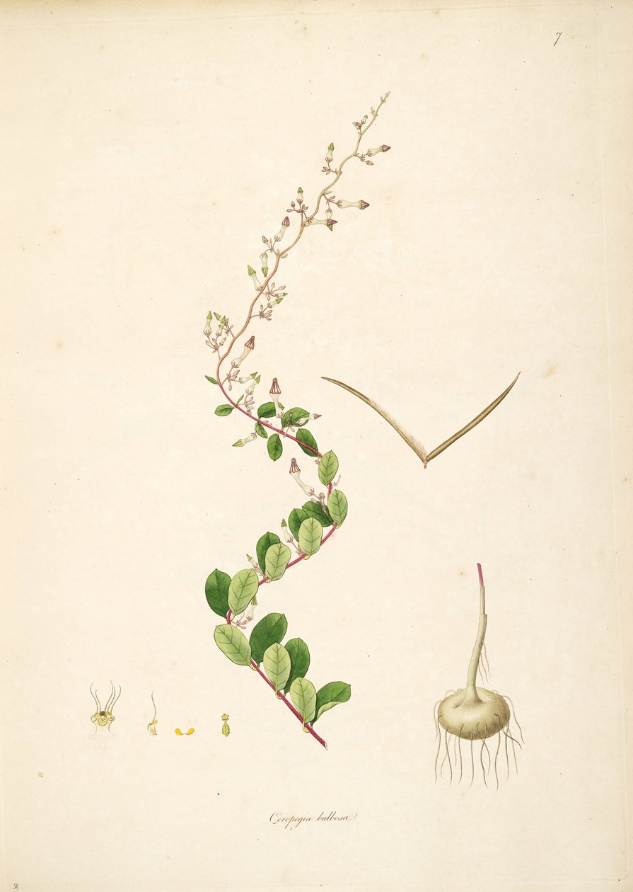 Illustration of Ceropegia bulbosa, Apocynaceae, Asclepiadoideae by anonymus