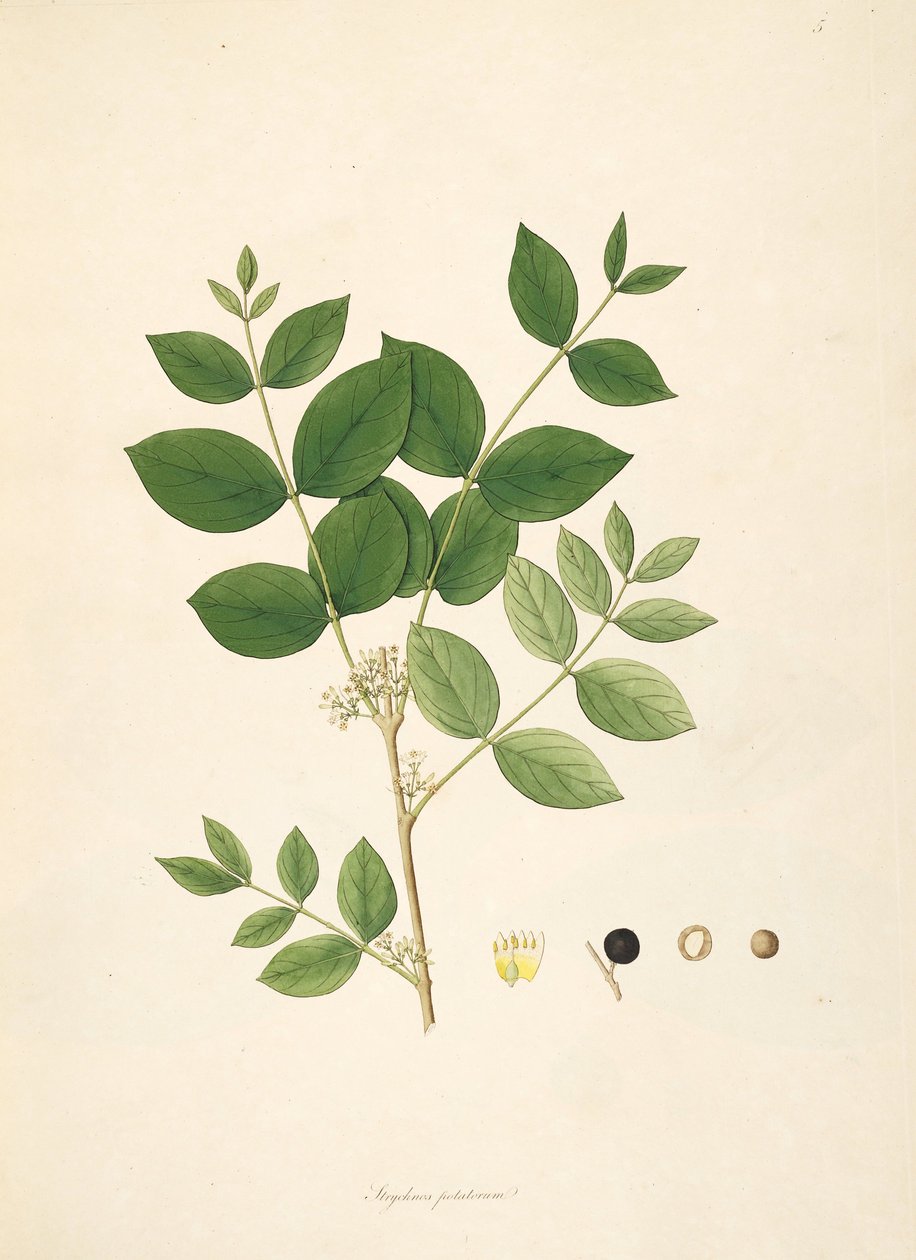 Illustration of Strychnos potatorum, Loganiaceae by anonymus