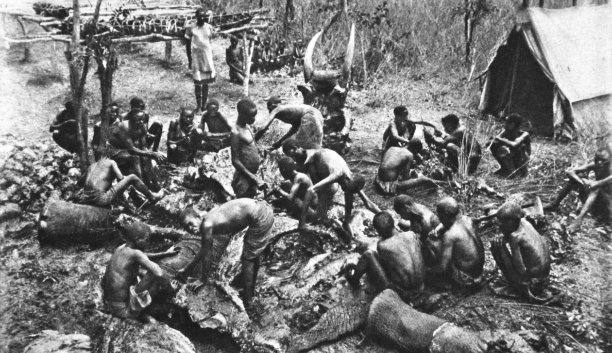 Killed for meat rations for our Rhodesian native troops by English Photographer