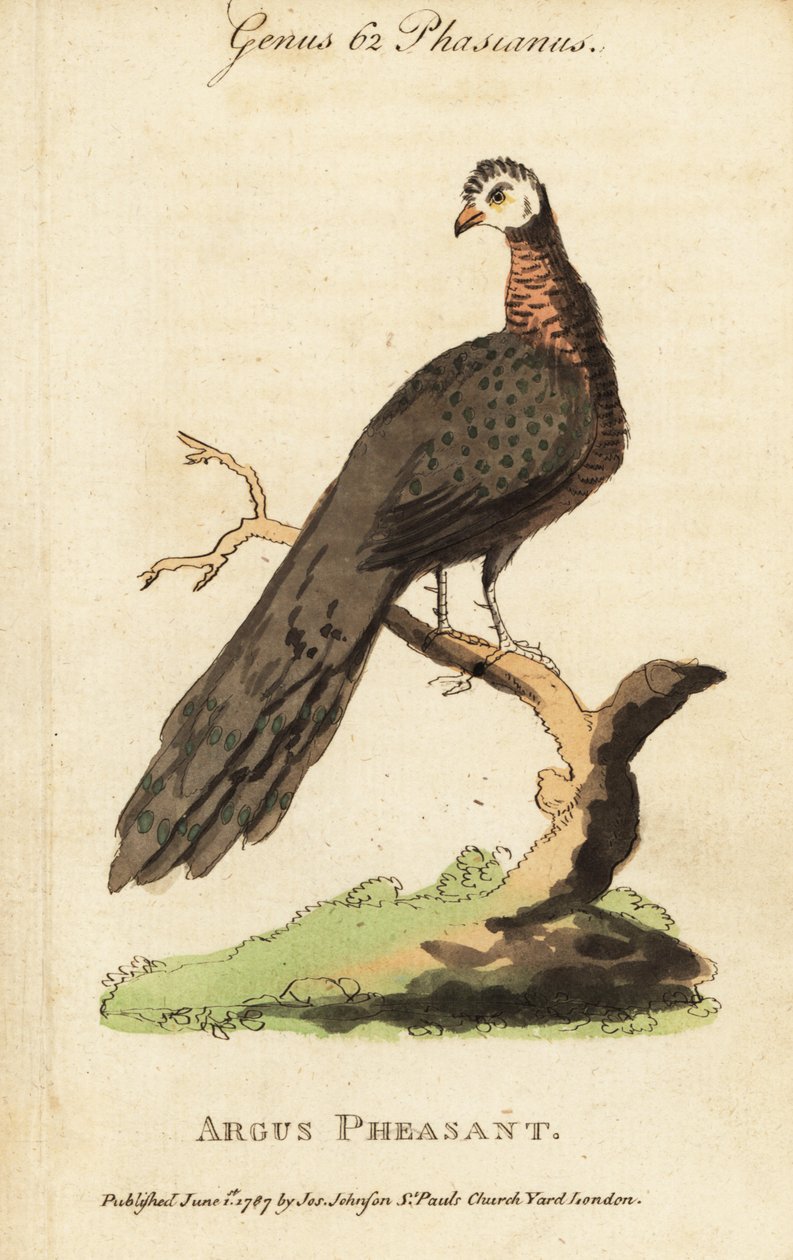 Great argus pheasant, Argusianus argus by (after) English School