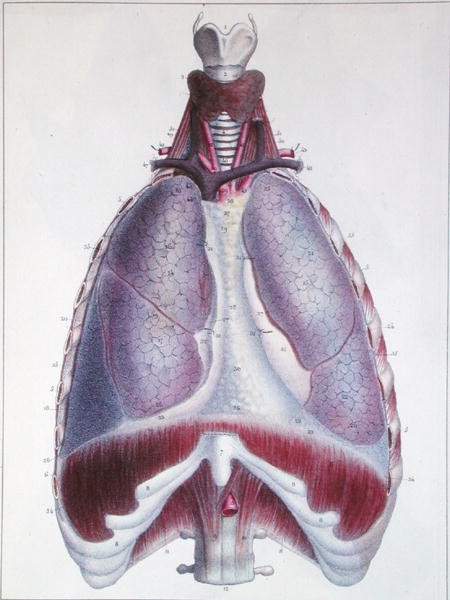 Anatomy of the lungs, from 