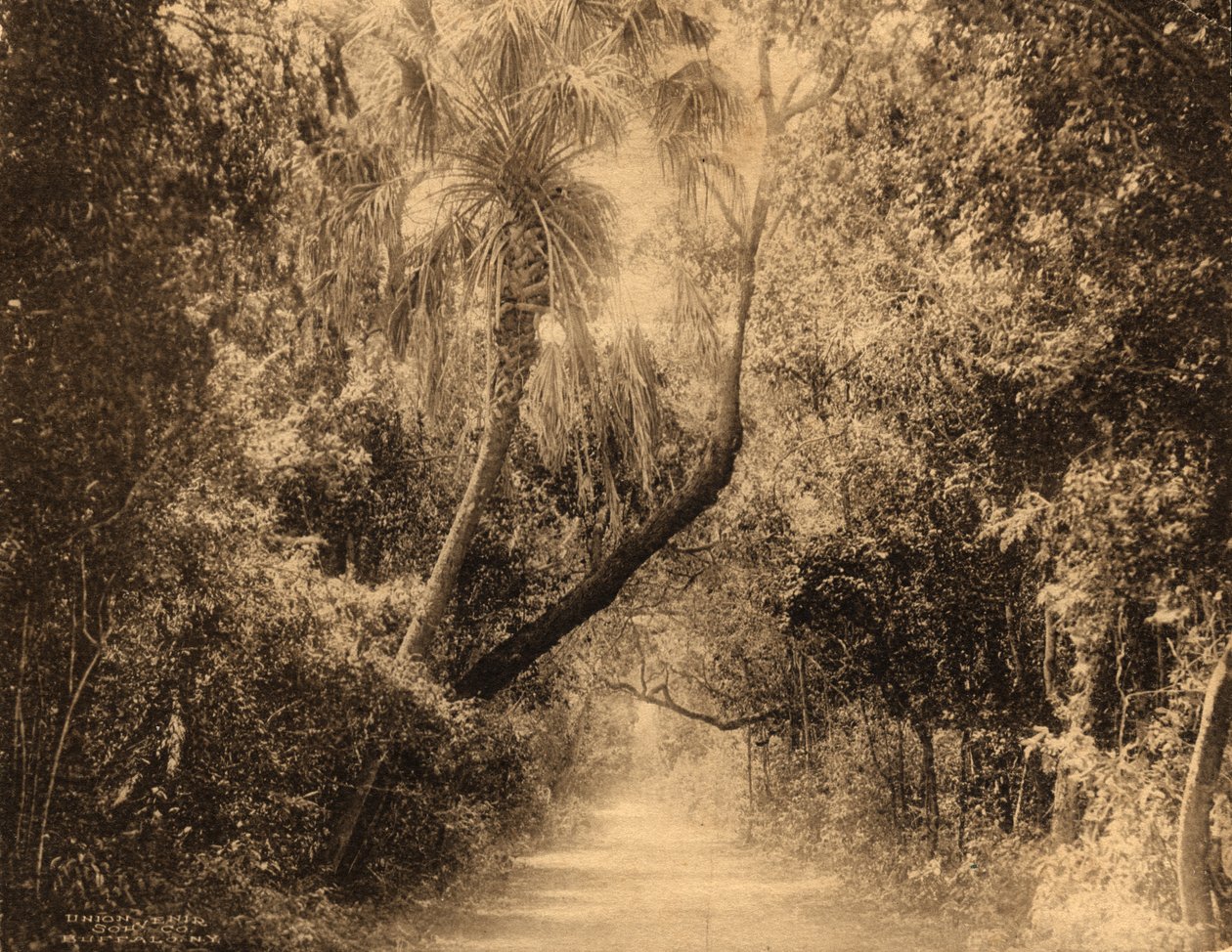 Brickell Hammock, Florida, c.1910 by Unknown