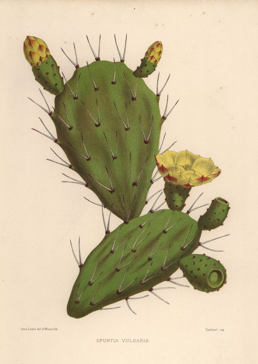 Eastern prickly pear, Opuntia ficus-indica (Opuntia vulgaris) by Unknown