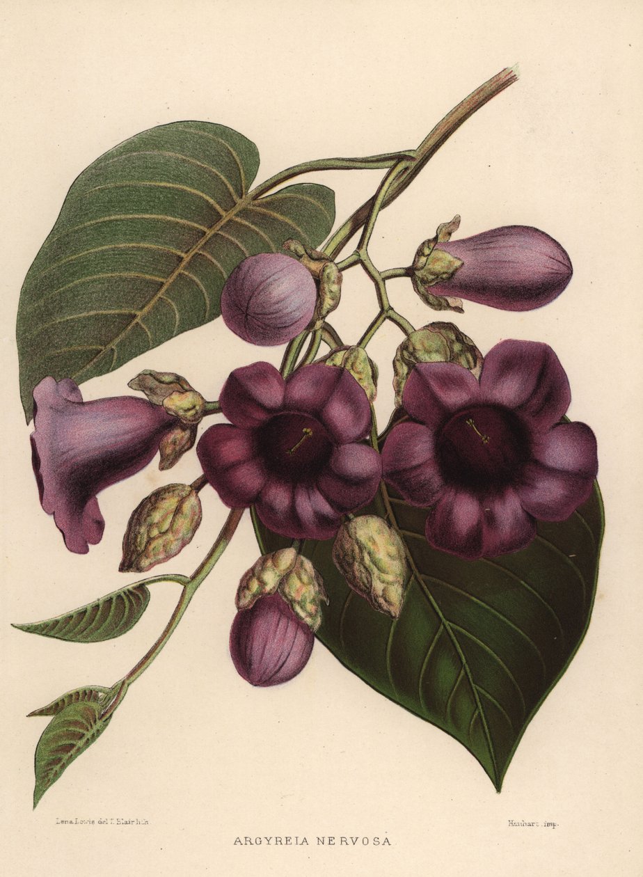 Elephant Creeper, Argyreia Nervosa by Unknown