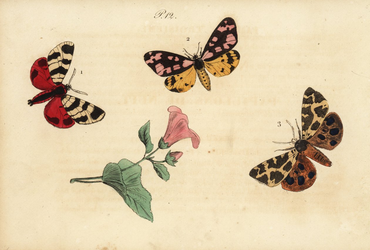 Hebe Tiger Moth, Cream-spot Tiger, and Garden Tiger Moth by Unknown