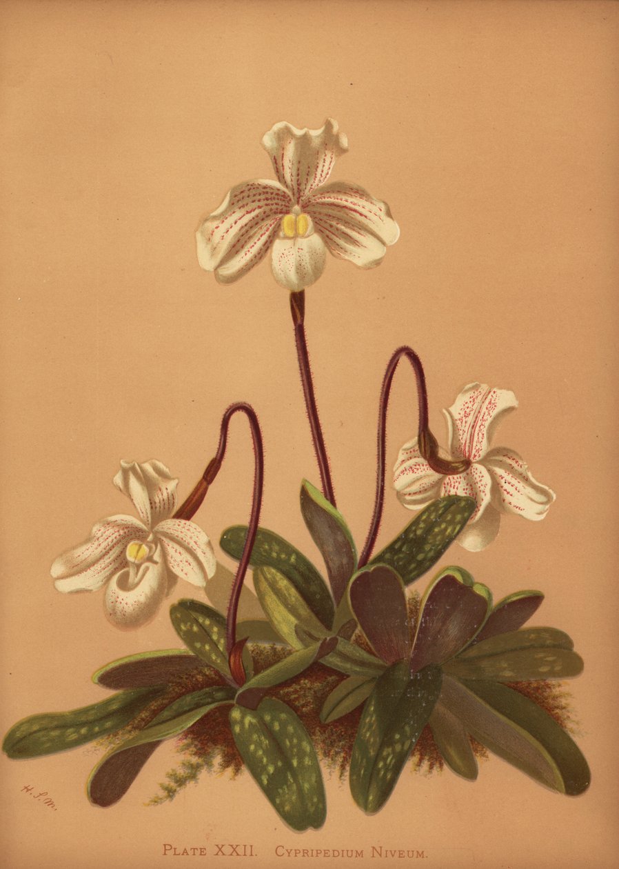 Paphiopedilum Niveum Orchid by Unknown