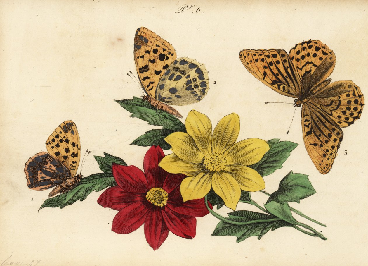 Queen of Spain Fritillary, Dark Green Fritillary, and Silver-washed Fritillary by Unknown