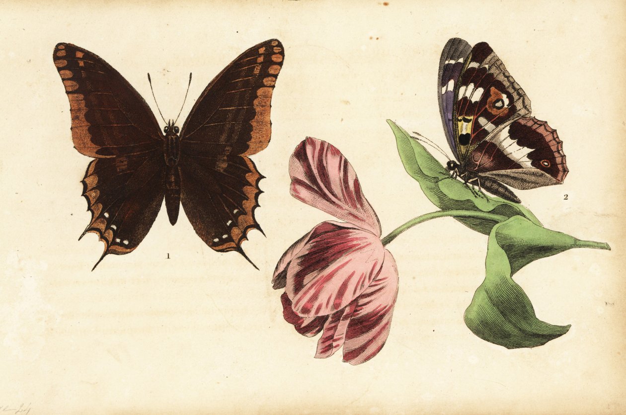 Two-tailed Pasha and Purple Emperor, and Tulip by Unknown