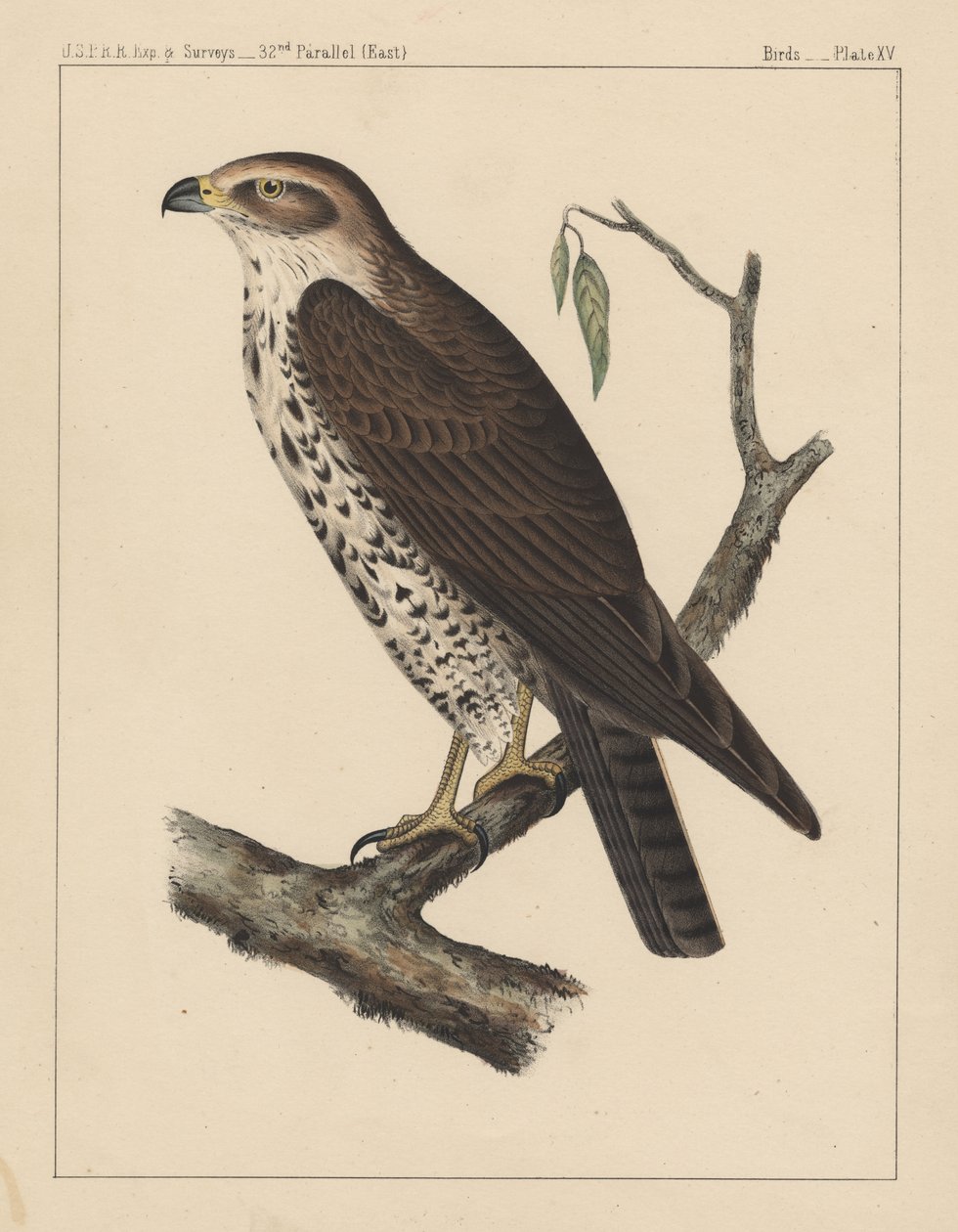Birds, Plate XV by American School
