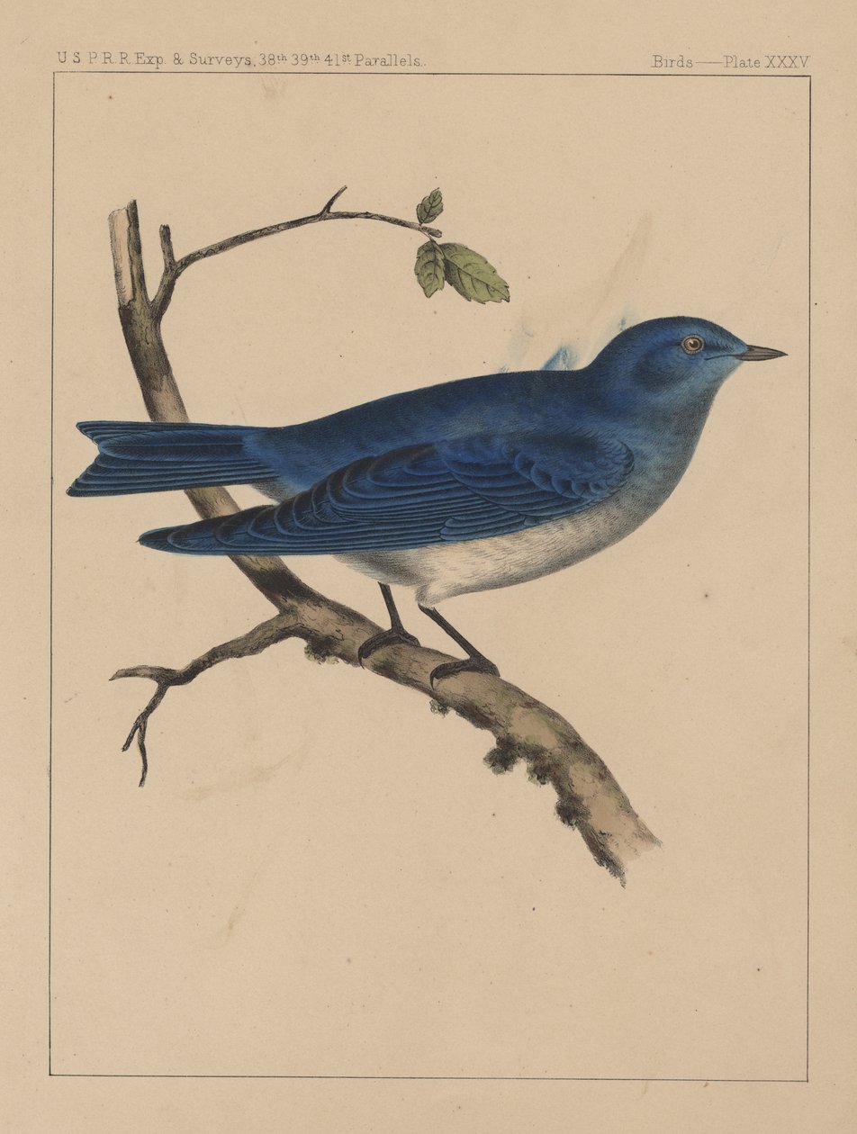 Birds, Plate XXXV by American School