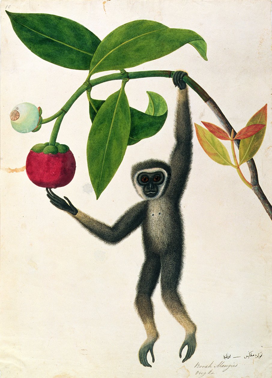 An Agile Gibbon or Black-Handed Gibbon, from Drawings of Animals, Insects and Reptiles from Malacca, c.1805-18 by Chinese School