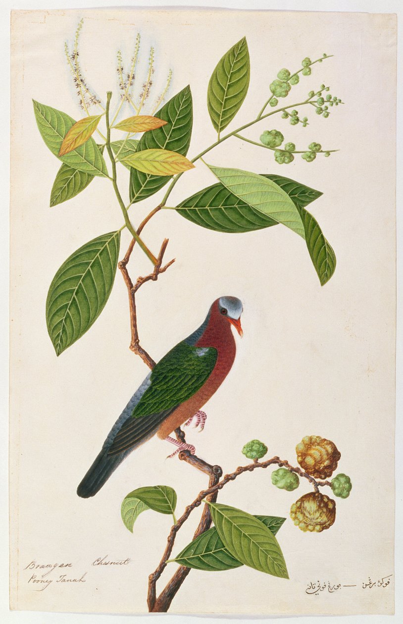 Brangan Chestnut, Pooney Tanah, from Drawings of Birds from Malacca, c.1805-18 by Chinese School