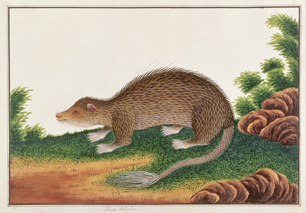 Brush-tailed Porcupine, from Drawings of Animals, Insects and Reptiles from Malacca by Chinese School