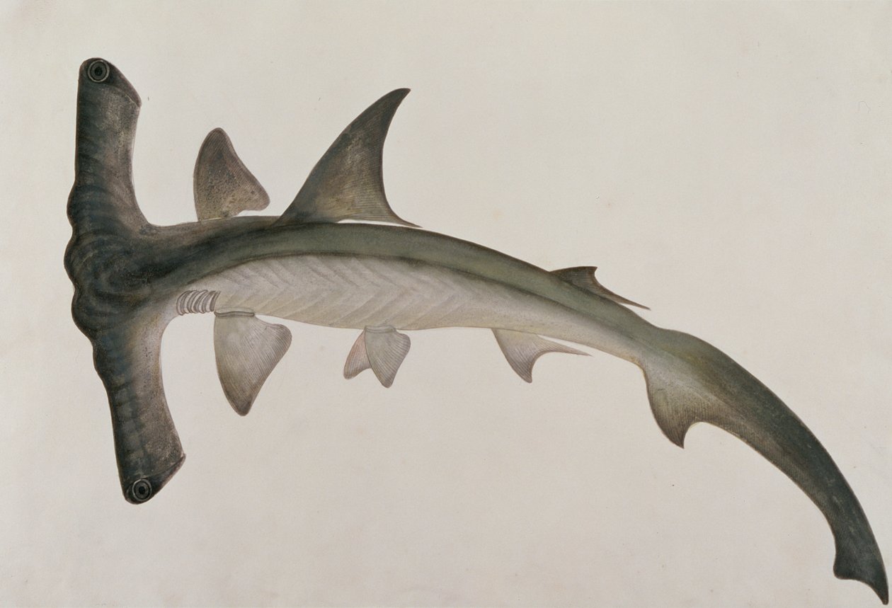 Eeoo Tando, from Drawings of Fishes from Malacca, c.1805-18 by Chinese School