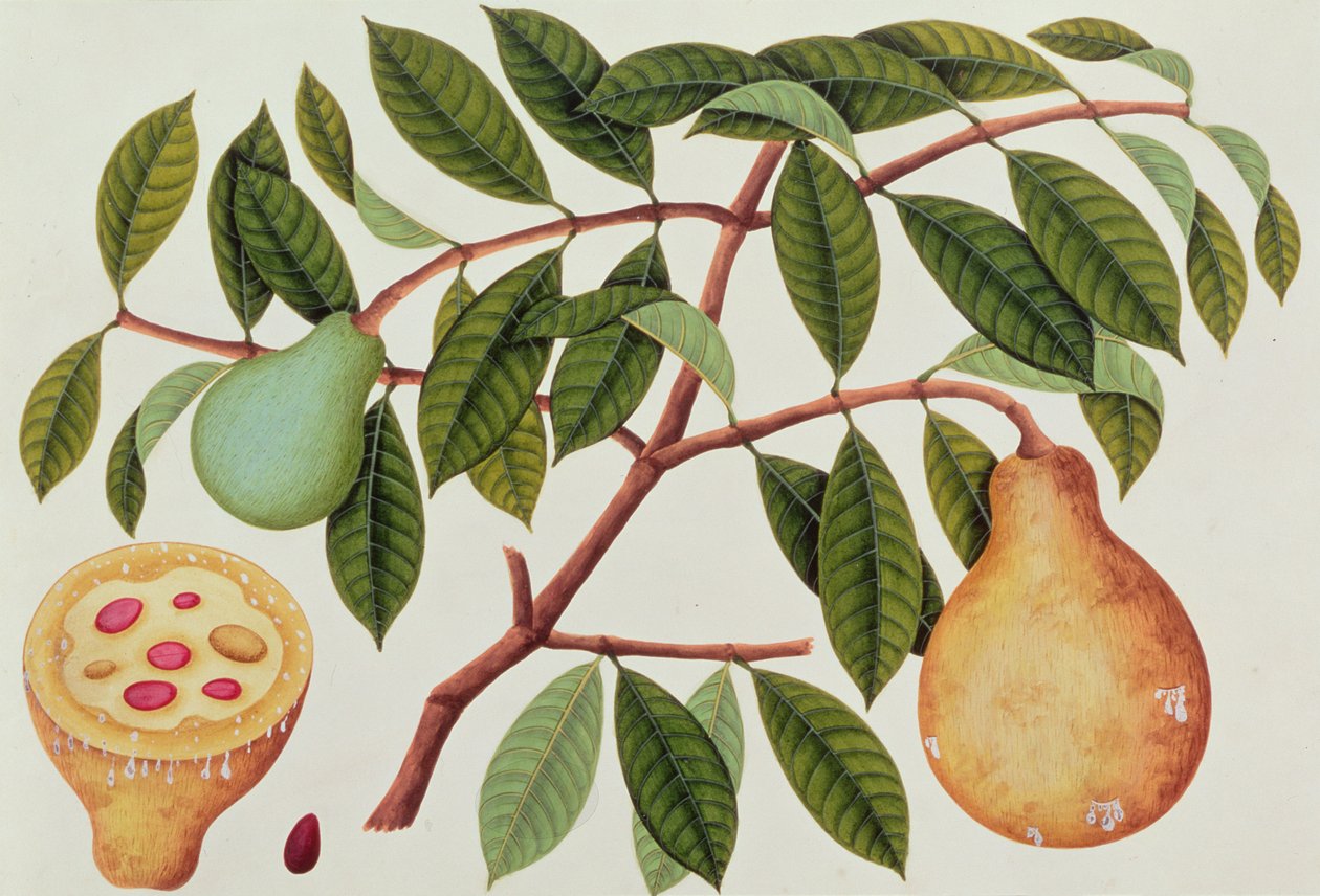 Fruit, from Drawings of Plants from Malacca, c.1805-18 by Chinese School