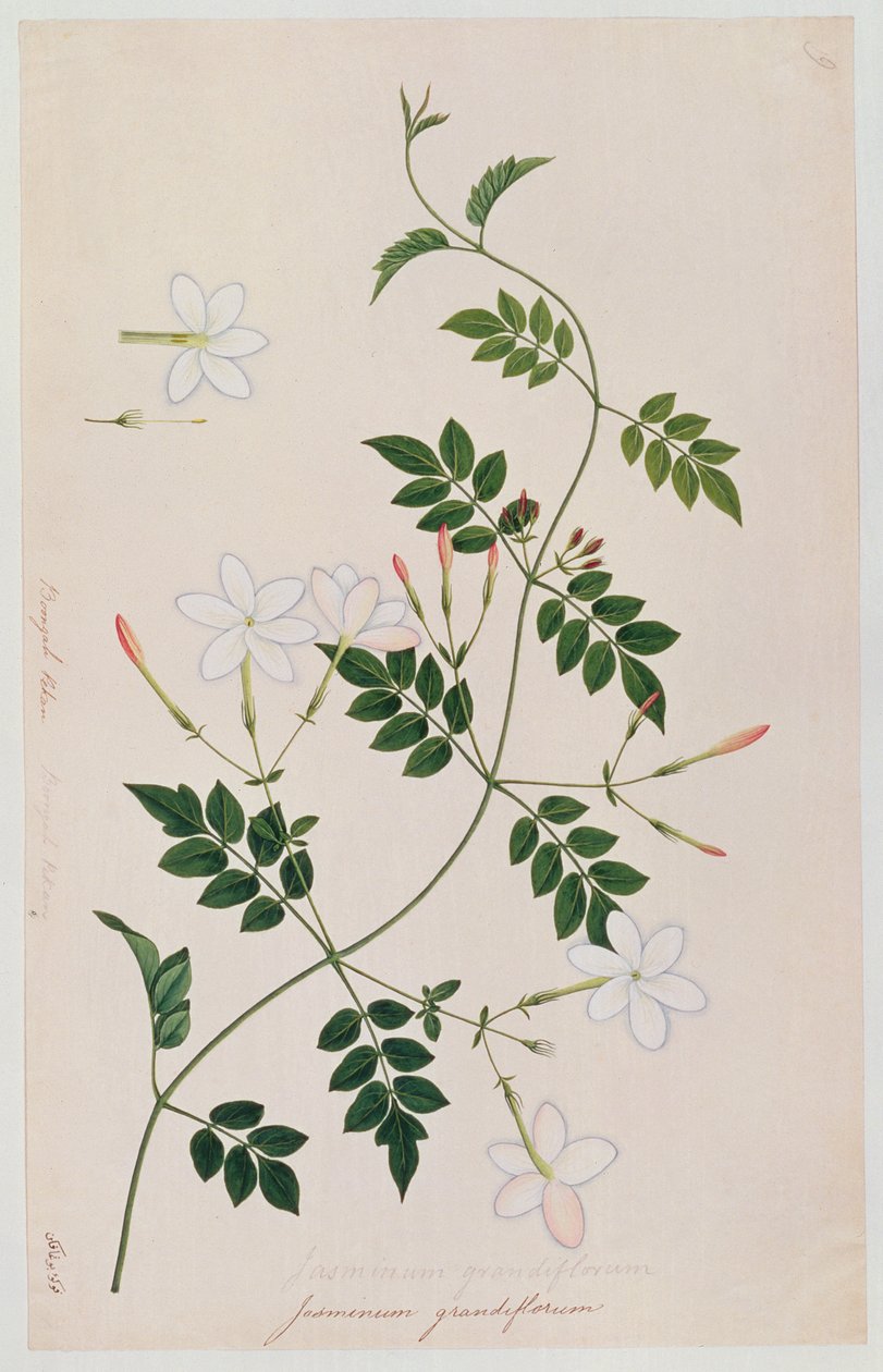Jasminium grandiflorum, from Drawings of Plants from Malacca, c.1805-18 by Chinese School