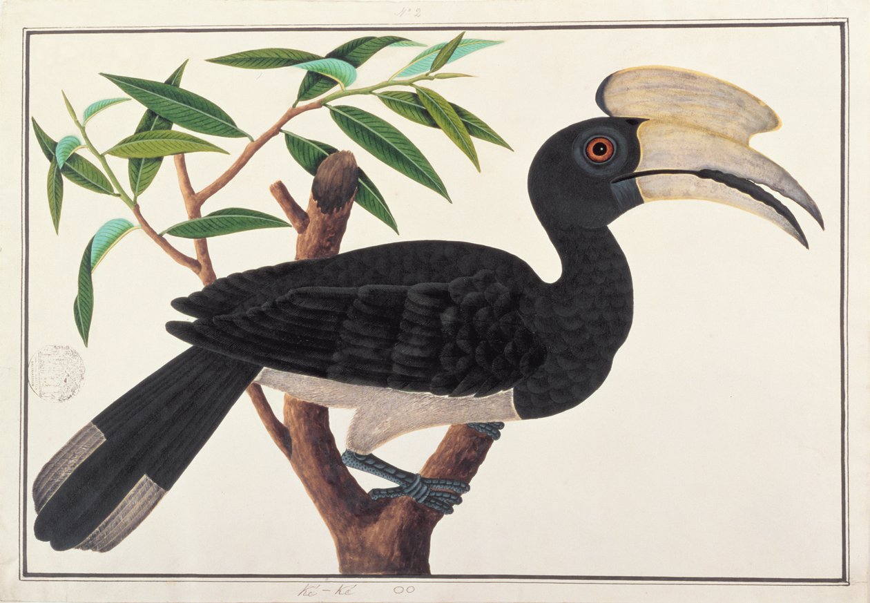 Ke-ke, from Drawings of Birds from Malacca, c.1805-18 by Chinese School