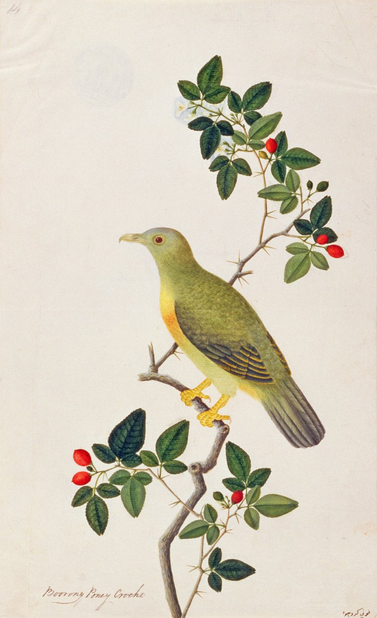 Large Green Pigeon, from Drawings of Birds from Malacca, c.1805-18 by Chinese School
