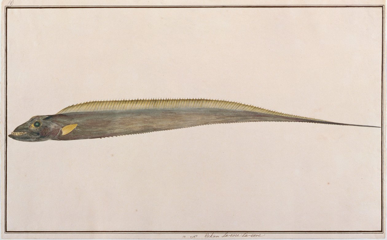 Largehead Hairtail, from Drawings of Fishes from Malacca, c.1805-18 by Chinese School