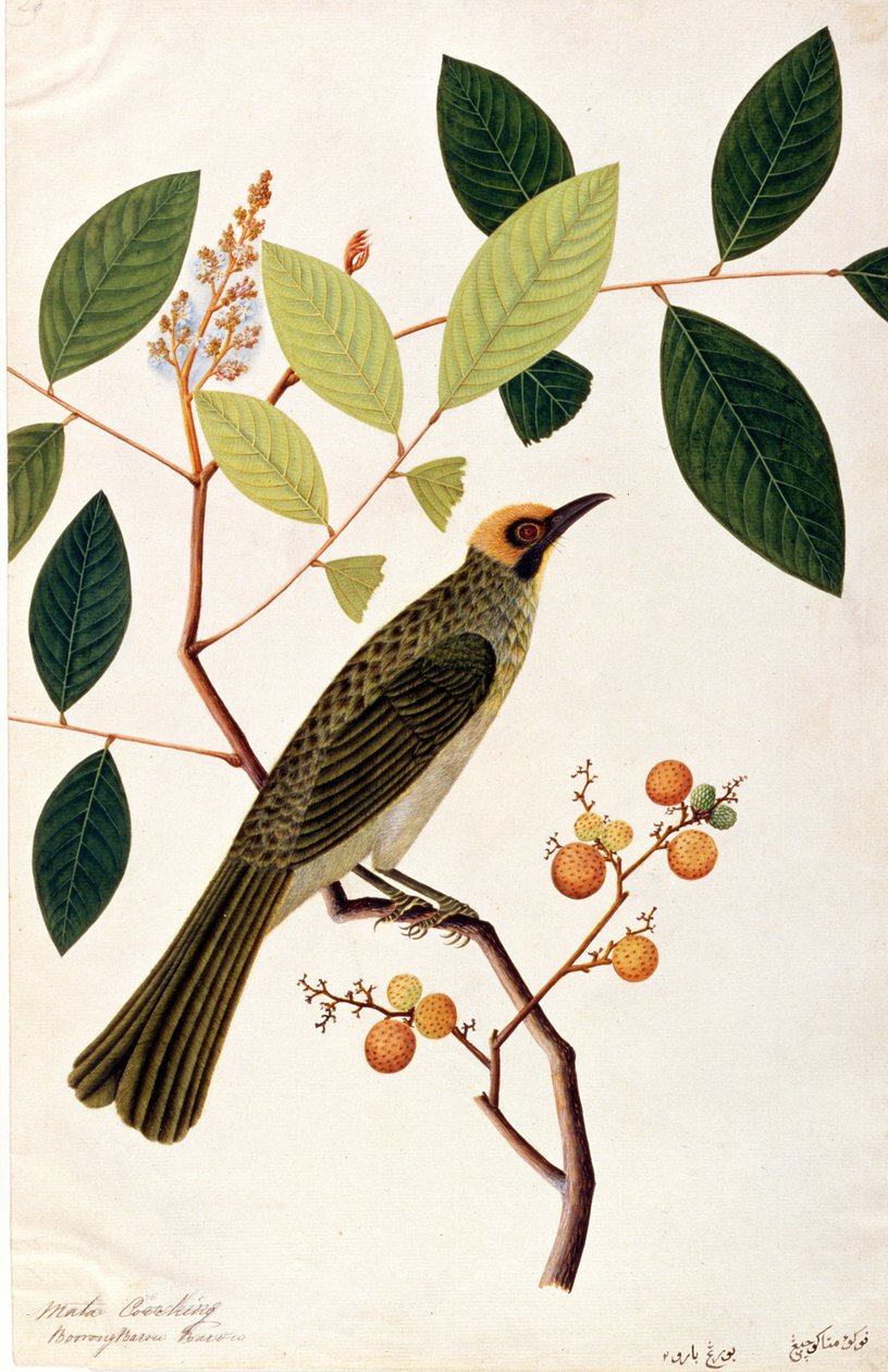 Mata Cooching, from Drawings of Birds from Malacca, c.1805-18 by Chinese School