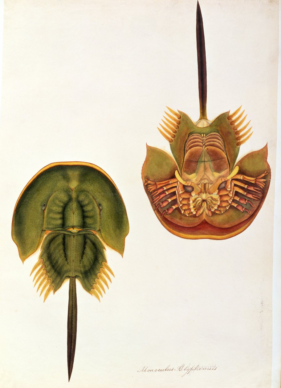 Monoculus Polyphemus, from Drawings of Animals, Insects and Reptiles from Malacca by Chinese School