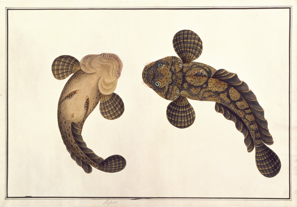 Oolur Sawa, from Drawings of Animals, Insects and Reptiles from Malacca by Chinese School