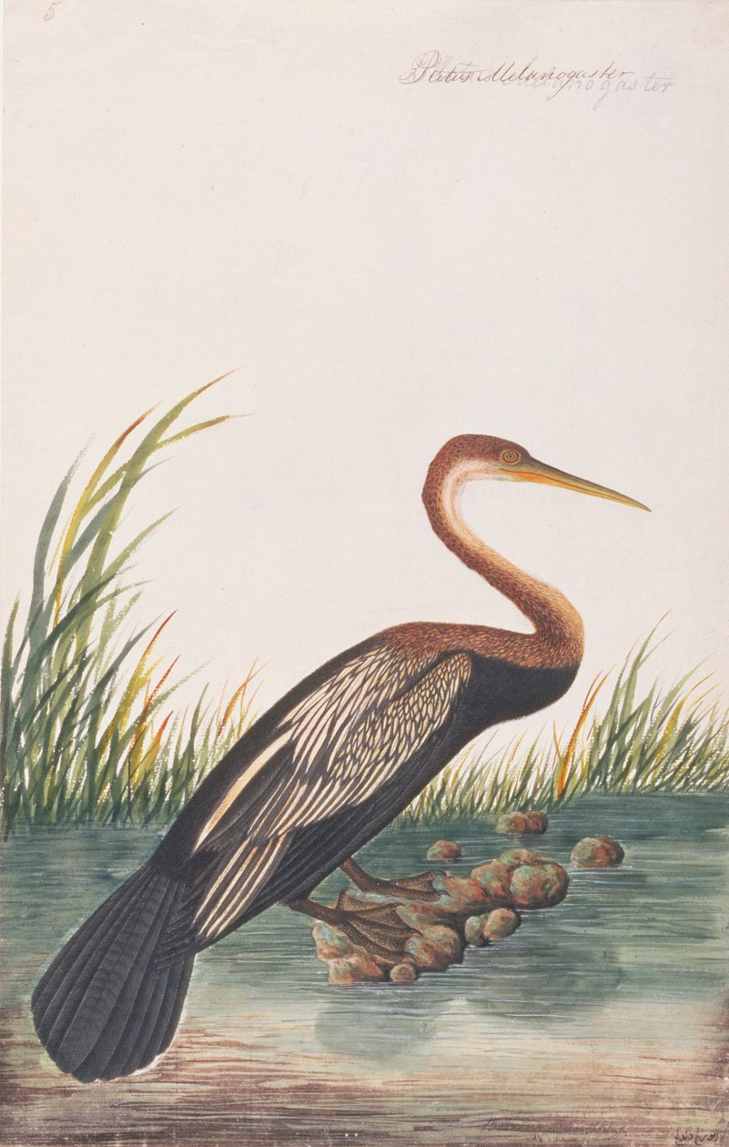 Oriental Darter, from Drawings of Birds from Malacca, c.1805-18 by Chinese School