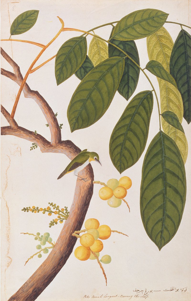 Oriental White-eye, from Drawings of Birds from Malacca, c.1805-18 by Chinese School