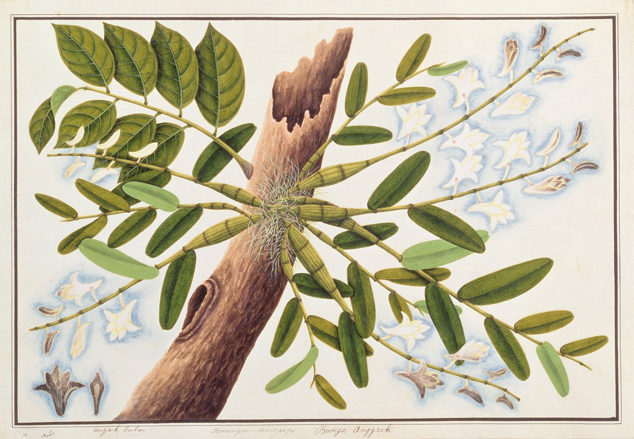 Pigeon Orchid, from Drawings of Plants from Malacca, c.1805-18 by Chinese School