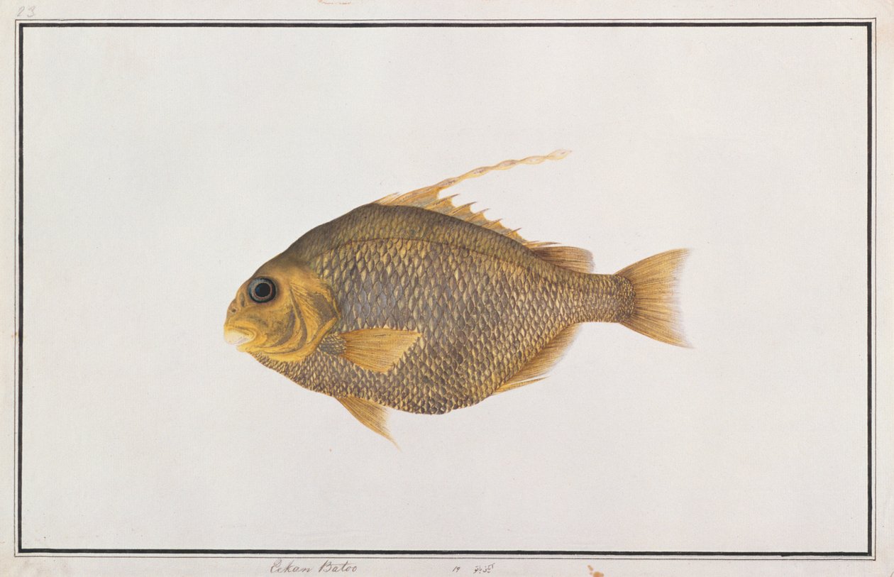 Spadefish, from Drawings of Fishes from Malacca, c.1805-18 by Chinese School