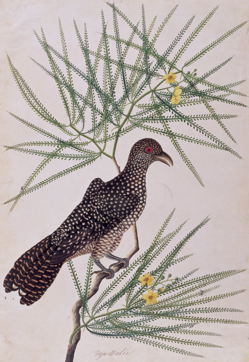Taja Walie, from Drawing of Birds from Malacca, c.1805-18 by Chinese School