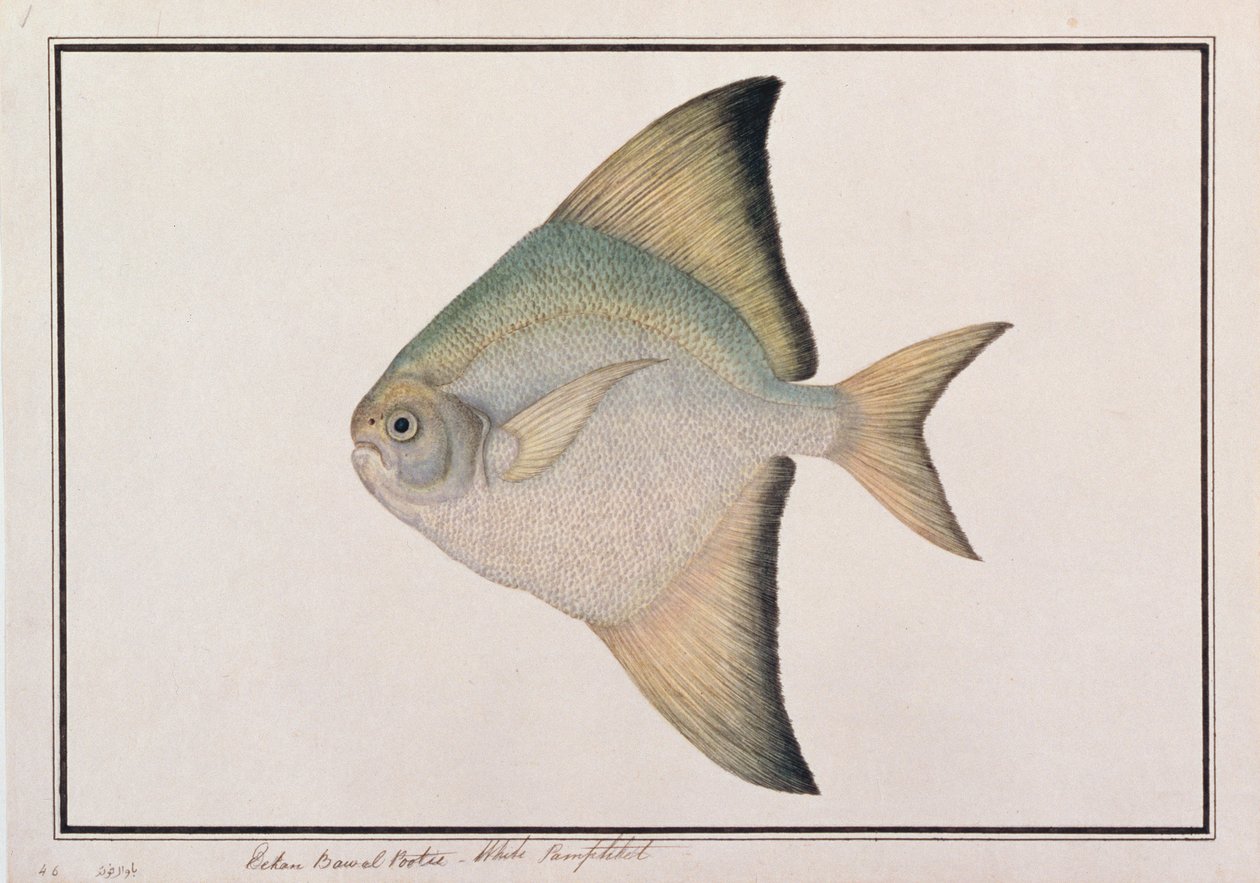 White Pomfret, from Drawings of Fishes from Malacca, c.1805-18 by Chinese School