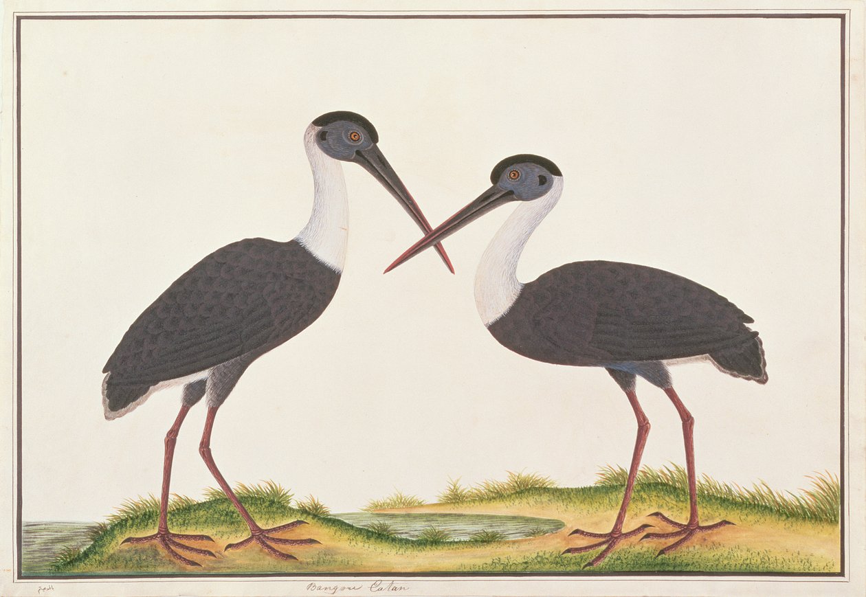Woolly-necked Stork, from Drawings of Birds from Malacca, c.1805-18 by Chinese School