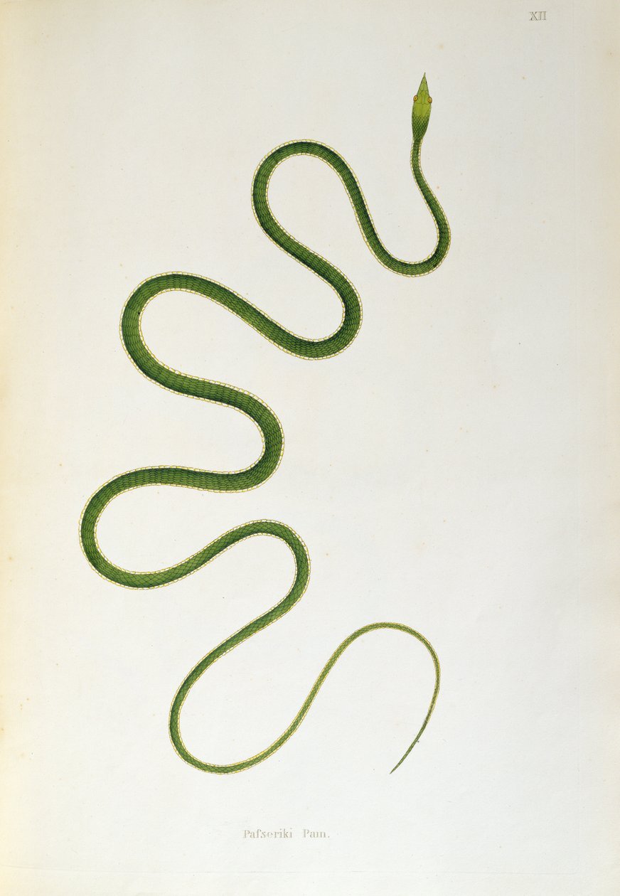 Pafseriki Pam Snake from An Account of Indian Serpents collected from the Coast of Coromandel by Patrick Russell, London, 1796 by English School