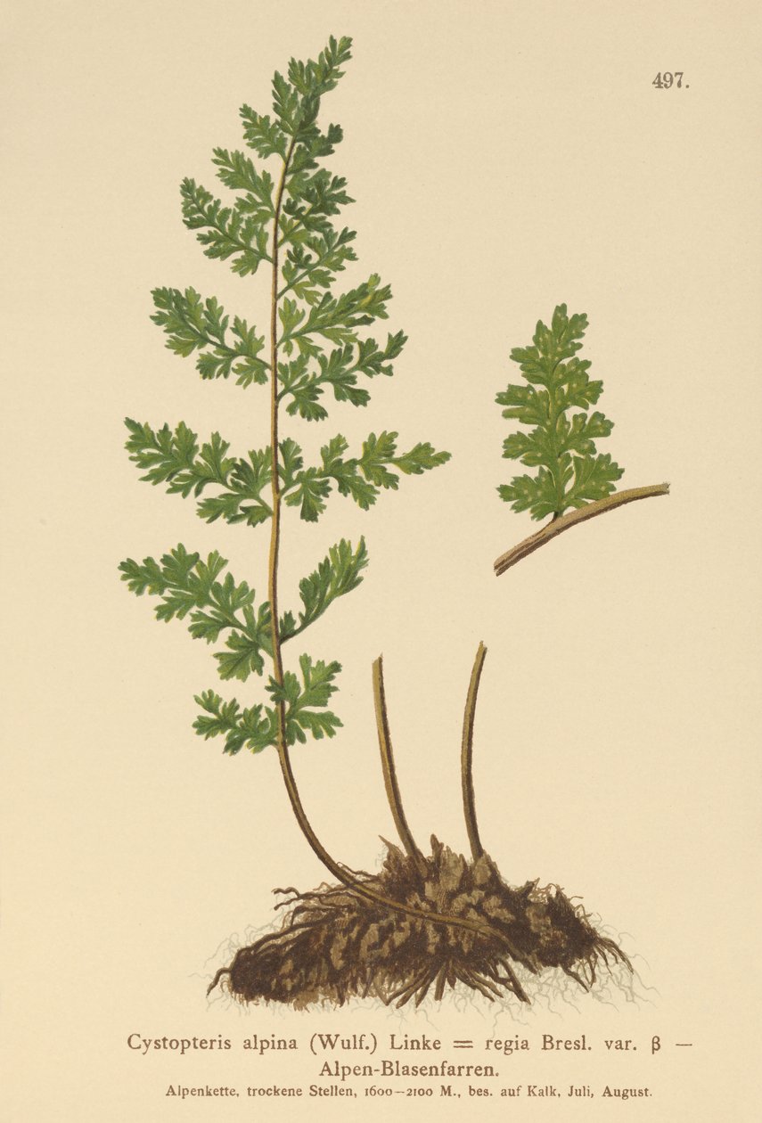 Alpine Bladder Fern (Cystopteris alpina, Cystopteris regia)  by German School